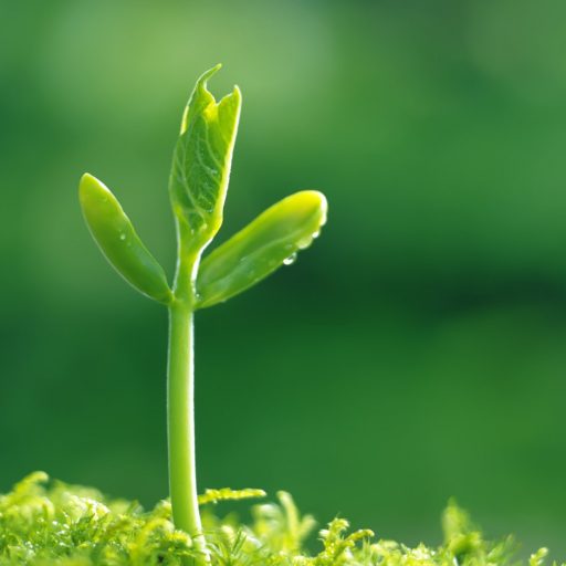 cropped-sprout-wallpapers-6.jpg